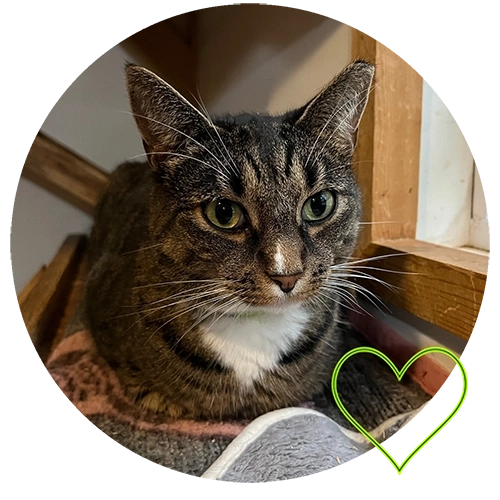 Cat adoption PCoAR