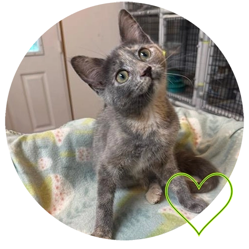 Cat in shelter