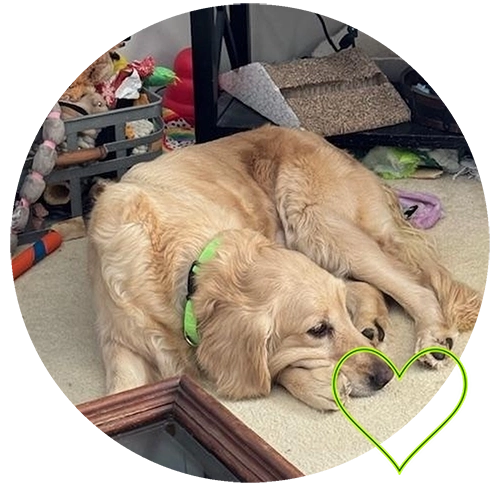 Dog laying by toys