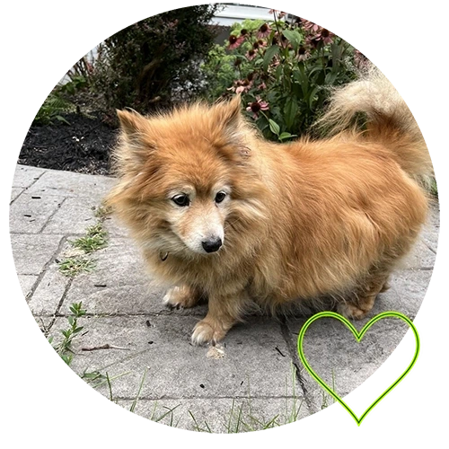 Fluffy dog on sidewalk