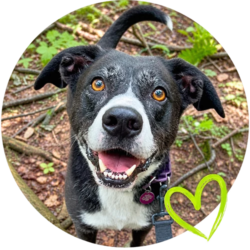 Black and white dog in the woods