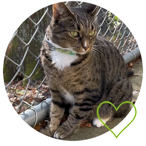Tabby cay by fence